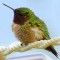 Ruby-throated Hummingbird Chilling Out