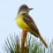 Great Crested Flycatcher Perched High In A Pine