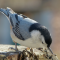 White-breasted Nuthatch on a stump