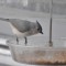 Titmouse love the meal worm feeder
