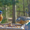 Male and female Bluebirds on a tray feeder