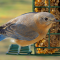 Female Eastern Bluebird visits a new feeder