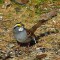 White-throated Sparrow Searching For Seeds