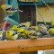 An All Finch Foray!