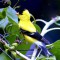 yellow bird O so pretty