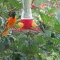 Oriole & Hummingbird