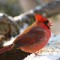 Cardinal male in snow