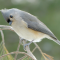 Titmouse in a pine tree