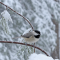 Chickadee in snowy surroundings