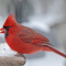 Male Cardinal at a snowy feeder