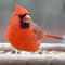 Male Cardinal feeding in bad weather