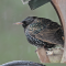 European Starling taking shelter on a feeder