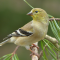 American Goldfinch on a pine branch