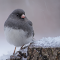 Dark-eyed Junco male in the snow