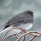The “snowbird” during a snow