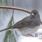 Male Junco feeding in a snow storm