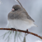 Female Juncos in the pines during a snowfall