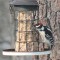 Male Downy Woodpecker (1-26-16)