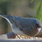 A handsome male Junco visits a tray feeder