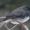 Female Juncos in the pines during a snowfall