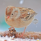 Field Sparrow on a snowy tray feeder