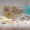 Field Sparrow on a frosty tray feeder