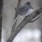 Juncos Hanging out this winter Maine