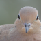 Close up of a Mourning Dove