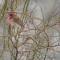 House Finch in the Bramble