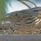 Song Sparrow on a tray feeder