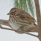 Song Sparrow in the pine branches