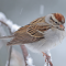 Chipping Sparrow on a snowy pine branch