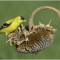 A Feast for a Goldfinch