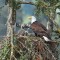 Bald Eagle and Chicks in their nest.