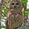 Barred Owl perched sedately on limb