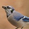 Blue Jay with seed