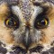 Long-eared Owl staredown