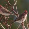 Cassin’s Finches