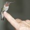Friendly male Anna’s Hummingbird