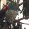 Red Bellied Woodpecker on Suet