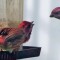 2 purple finches disputing over feeder