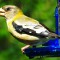 Bright & Beautiful Female Evening Grosbeak