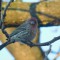 Male House Finch on a Branch