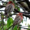 Two male House Finch checking out the new girls in town.