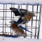 Eastern Bluebirds feeding during a snow storm.
