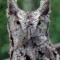 Eastern Screech-Owl Portrait