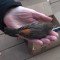 Ever hold a grosbeak in your hand?
