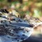 Friendly Finches
