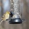 American Goldfinch with conjunctivitis