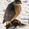 Hawk gets a Starling